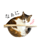 ねこのくみこ と めぐみ と さちの（個別スタンプ：21）