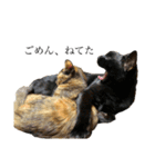 ねこのくみこ と めぐみ と さちの（個別スタンプ：22）