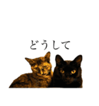 ねこのくみこ と めぐみ と さちの（個別スタンプ：24）