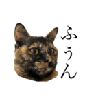 ねこのくみこ と めぐみ と さちの（個別スタンプ：25）