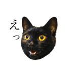 ねこのくみこ と めぐみ と さちの（個別スタンプ：26）