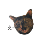 ねこのくみこ と めぐみ と さちの（個別スタンプ：28）