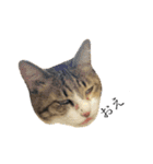 ねこのくみこ と めぐみ と さちの（個別スタンプ：29）