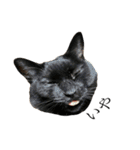 ねこのくみこ と めぐみ と さちの（個別スタンプ：30）