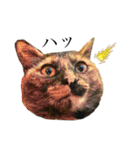 ねこのくみこ と めぐみ と さちの（個別スタンプ：31）