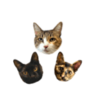 ねこのくみこ と めぐみ と さちの（個別スタンプ：32）