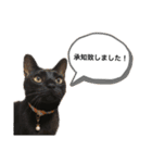 ビスとランの雑なスタンプ（個別スタンプ：1）