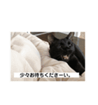 ビスとランの雑なスタンプ（個別スタンプ：16）