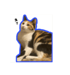 うちのミケですよ（個別スタンプ：4）