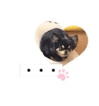 くーぺろこ2（個別スタンプ：3）