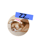 くーぺろこ2（個別スタンプ：4）