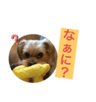 くーぺろこ2（個別スタンプ：15）