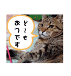 E3と仲間たち（個別スタンプ：4）