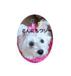 天使になったcoco（個別スタンプ：3）