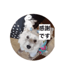 天使になったcoco（個別スタンプ：4）