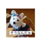 天使になったcoco（個別スタンプ：5）