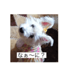 天使になったcoco（個別スタンプ：6）