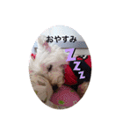 天使になったcoco（個別スタンプ：8）