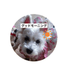 天使になったcoco（個別スタンプ：10）
