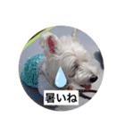 天使になったcoco（個別スタンプ：14）