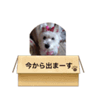 天使になったcoco（個別スタンプ：15）
