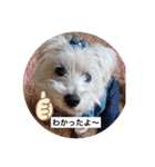 天使になったcoco（個別スタンプ：16）