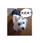 天使になったcoco（個別スタンプ：22）