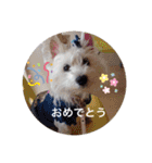 天使になったcoco（個別スタンプ：23）