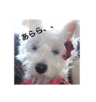 天使になったcoco（個別スタンプ：24）