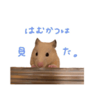 ぼく、はむかつ。（個別スタンプ：11）