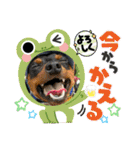 ミニピンのるーくだよ（個別スタンプ：1）