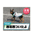 ミニピンのるーくだよ（個別スタンプ：2）