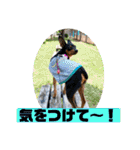 ミニピンのるーくだよ（個別スタンプ：3）