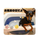 ミニピンのるーくだよ（個別スタンプ：6）