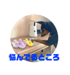 ミニピンのるーくだよ（個別スタンプ：8）