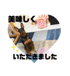 ミニピンのるーくだよ（個別スタンプ：10）