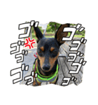 ミニピンのるーくだよ（個別スタンプ：11）
