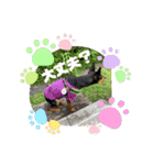 ミニピンのるーくだよ（個別スタンプ：14）