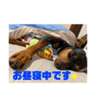 ミニピンのるーくだよ（個別スタンプ：16）