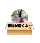 ミニピンのるーくだよ（個別スタンプ：26）