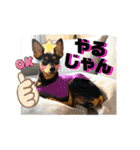 ミニピンのるーくだよ（個別スタンプ：32）