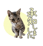 デカ文字猫スタンプ4（個別スタンプ：3）
