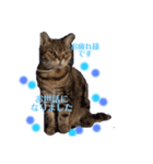 畑猫のミイ＆チロ No.4 あいずちスタンプ（個別スタンプ：1）