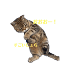 畑猫のミイ＆チロ No.4 あいずちスタンプ（個別スタンプ：4）