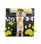 チャマポラのスタンプの巻（個別スタンプ：7）