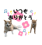 チャマポラのスタンプの巻（個別スタンプ：15）