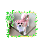 チャマポラのスタンプの巻（個別スタンプ：19）