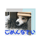 チャマポラのスタンプの巻（個別スタンプ：22）