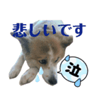 チャマポラのスタンプの巻（個別スタンプ：24）