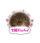 チャマポラのスタンプの巻（個別スタンプ：25）
